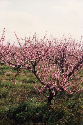 Champ de pêchers en fleurs